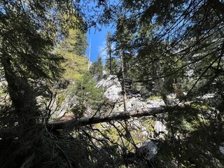 Strict nature reserve White rocks (Croatia) - Strenges Naturschutzgebiet Bijele Stijene (Kroatien) - Strogi rezervat prirode Bijele stijene, Ogulin (Gorski kotar, Hrvatska)