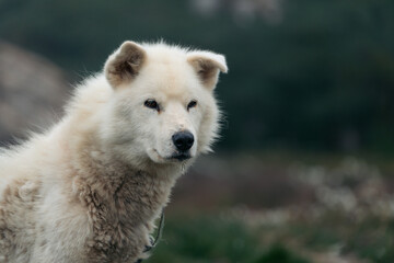 A powerful and soulful portrait of a Greenlandic sled dog, capturing the deep character and resilience of this ancient breed