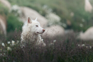 Obraz premium A powerful and soulful portrait of a Greenlandic sled dog, capturing the deep character and resilience of this ancient breed