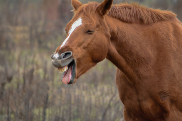 Brown horse neighing with open mouth and visible teeth