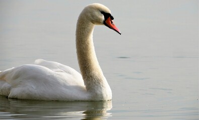 Graceful swan floating on calm lake