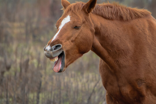 Brown horse neighing with open mouth and visible teeth