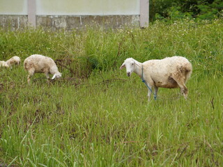 Gentle sheep grazing peacefully in lush green meadow, natural rural landscape scene