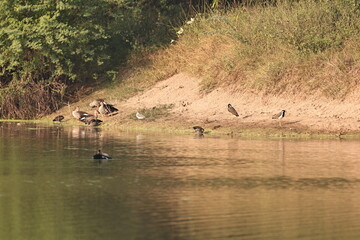 Environment of a Lake