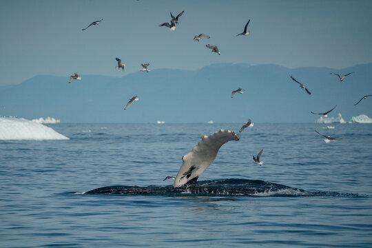 A breathtaking scene of a magnificent humpback whale gracefully navigating the cold, deep waters of Greenland. The majestic mammal is captured from a boat's perspective