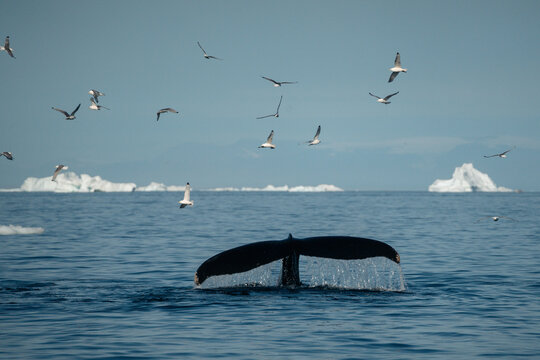 A breathtaking scene of a magnificent humpback whale gracefully navigating the cold, deep waters of Greenland. The majestic mammal is captured from a boat's perspective