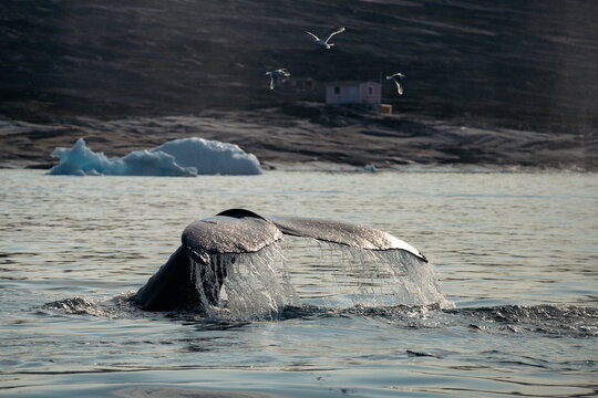 A breathtaking scene of a magnificent humpback whale gracefully navigating the cold, deep waters of Greenland. The majestic mammal is captured from a boat's perspective