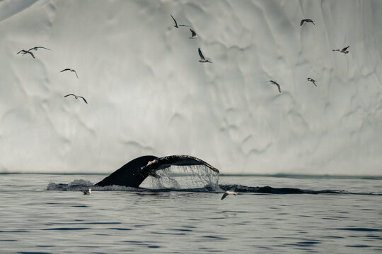 A breathtaking scene of a magnificent humpback whale gracefully navigating the cold, deep waters of Greenland. The majestic mammal is captured from a boat's perspective