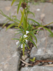 Delicate white wildflowers blooming resiliently through cracks in concrete, showcasing nature's tenacity and the beauty of unexpected growth