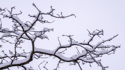 bare. Winter tree branches covered in thin snow, overcast sky, peaceful mood. gardening catalogs, home-decor guides, designed for gardening and botanical catalogs and home decor and floral branding.