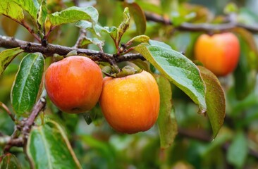 Close-up of ripe apples hanging on a tree branch amidst green leaves
