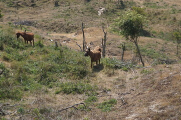Brown Goats in Wilderness on Dunes North of France Natural Landscape Wildlife Photography