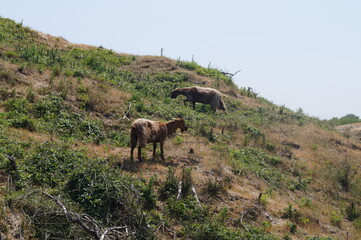 Brown Goats in Wilderness on Dunes North of France Natural Landscape Wildlife Photography