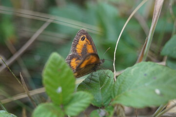 Brown and Orange Butterfly on Leaf in Forest Macro Photography