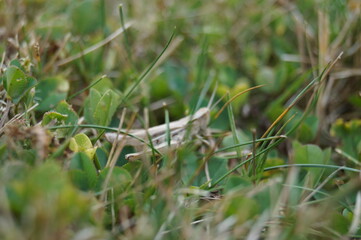 Grasshopper Close-Up in Grass Macro Nature Photography