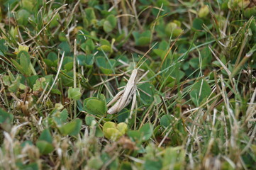 Grasshopper Close-Up in Grass Macro Nature Photography