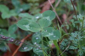Clover with Abnormal Leaf Shape Close-Up on Forest Floor Unique Botanical Variation Natural Macro Nature Photography