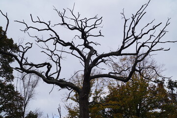 Tall Dead Tree Standing Alone in Forest Natural Woodland Landscape Decay Weathered Trunk Nature Ecology Scene