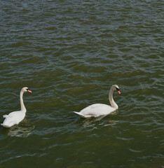 Two elegant white swans swimming in greenish water of the Danube River in Belgrade