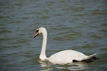 White swan gracefully gliding on calm surface of the Danube River in Zemun, Belgrade