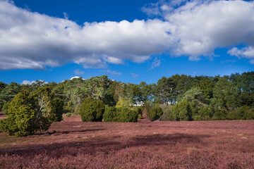 L&uuml;neburger Heide bei Oberhaverbeck