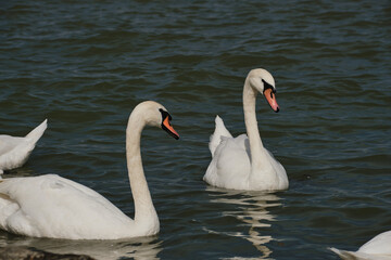 Naklejka premium Close-up of two graceful white swans swimming and reflecting in the Danube River water