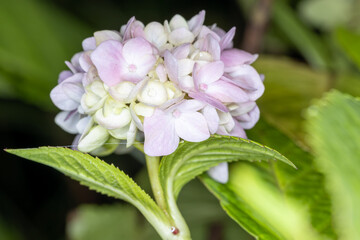hydrangea