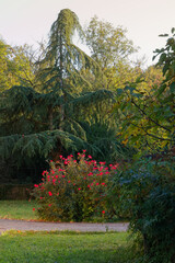 Garden with a bush of red roses