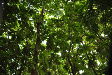 Sunlight filtering through lush green leaves in a dense forest during a calm afternoon