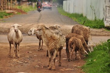 Flock of sheep crossing a rural road in the early morning light of a quiet village