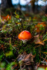 Toadstool mushroom in the forest