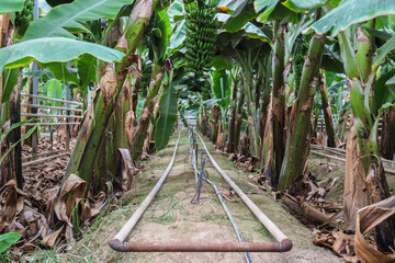 Banana plants growing in rows inside a modern greenhouse with visible irrigation pipes and watering system, bright natural light and tropical atmosphere, agriculture and farming industry illustration