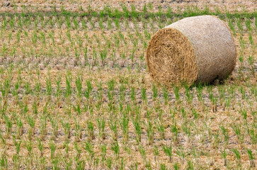刈取後の稲藁ロール