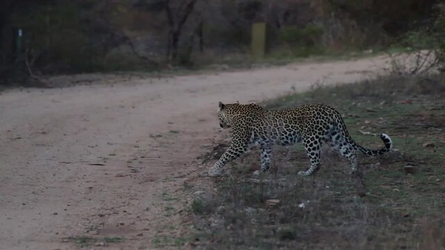 A leopardess crossing the road early in the morning