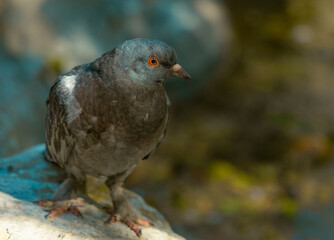 Obraz premium Rock pigeon (Columba livia) resting on a stone in sunlight in a city park, symbolizing urban wildlife, freedom and calm nature