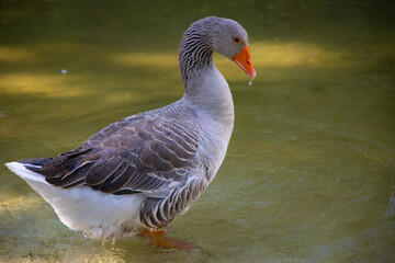 Wild goose standing in shallow water with wings spread wide. Concept of wildlife, freedom, strength, and connection with nature