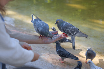 Close-up of hands feeding pigeons by hand in park. Concept of relaxation, family time, mindfulness, animal therapy, and love for nature