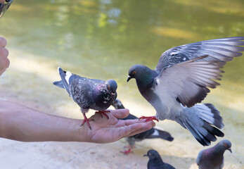 Close-up of hands feeding pigeons by hand in park. Concept of relaxation, family time, mindfulness, animal therapy, and love for nature