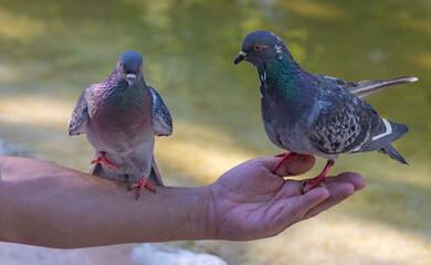Close-up of hands feeding pigeons by hand in park. Concept of relaxation, family time, mindfulness, animal therapy, and love for nature