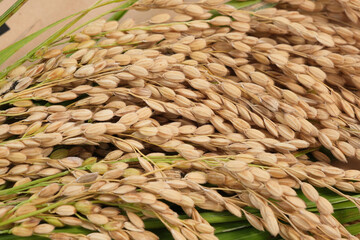 刈り取った稲穂