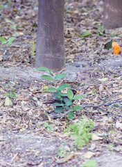 Blackbird (Turdus merula) on the ground in city park with fallen oranges. Concept of urban wildlife, ecology, and natural harmony