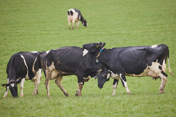 Cows enjoy pasture at an eco-farm in Denmark