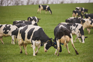 Cows enjoy pasture at an eco-farm in Denmark