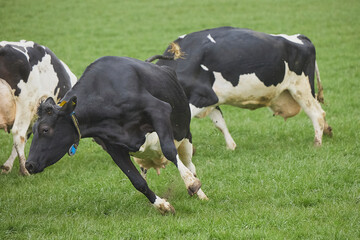 Cows enjoy pasture at an eco-farm in Denmark