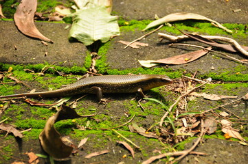 Lizard walking on a mossy path surrounded by fallen leaves in a tropical forest during daytime