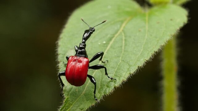 Giraffe weevil female on a leaf 1