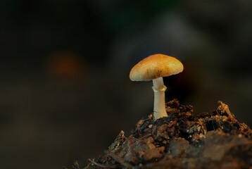 Tiny Explorer on a Mushroom Mountain