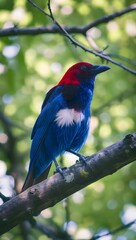 Obraz premium lilac breasted roller on a branch