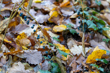 Blue Berries of Solomon's Seal