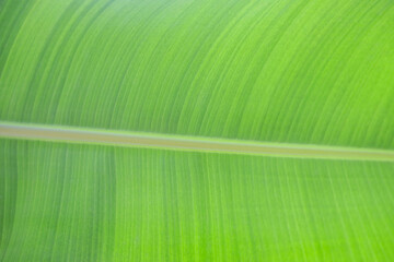 Bright green banana leaf texture in close up, showing natural lines and vivid tropical pattern under soft daylight, botanical detail for eco design, nature background, and organic product branding